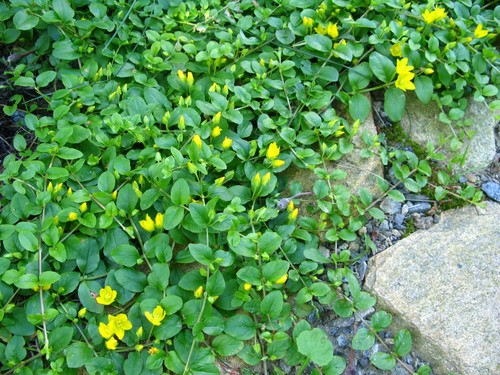 Lysimachia nummularia