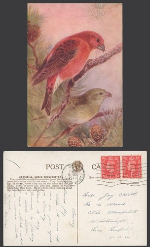 Crossbill bird roland green - crossbill,