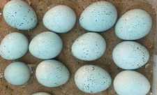 🐤 10 ❎Pure Celadon quail Eggs ❇️ 2 extra❇️FreeShipping ✅