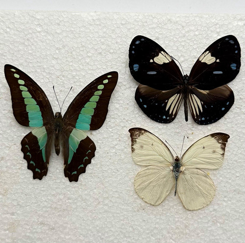 Entomology butterfly specimen - entomology,