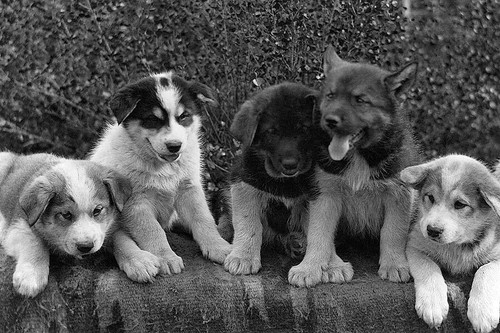 Mixed breed dog sled - mixed,
