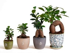 Baby Ficus Ginseng Bonsai Tree Live Plant for Terrarium or Houseplant Gift