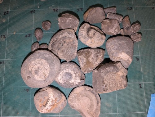 Mixed fossil lot ammonites - fossil,