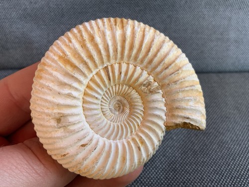Prepared perisphinctes sp - 3d,