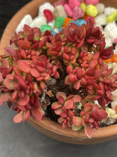 Crassula pubescens subsp - pubescens,
