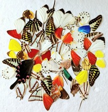 Real Butterfly Wings Ideal For Jewellery(A-/A2) Entomology *Read Info*.