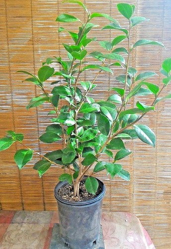 Camellia japonica live plant - camellia,