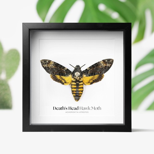 Death head hawkmoth - death's,