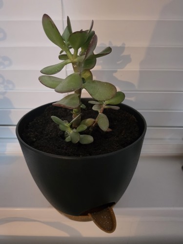 Crassula jade money - money, maker