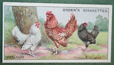 FRIESLAND CHICKENS    Poultry Breed   Original 1915 Vintage Card   DE25