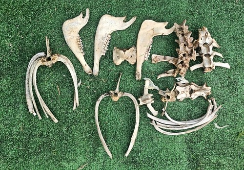Bundle sheep bones - bundle,