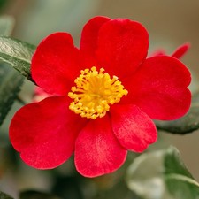 Camellia Yuletide | 2 Litre Pot | Single Bright Red Flowers with Yellow Stamens