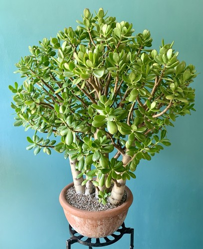 Jade plant money - plant,, tree