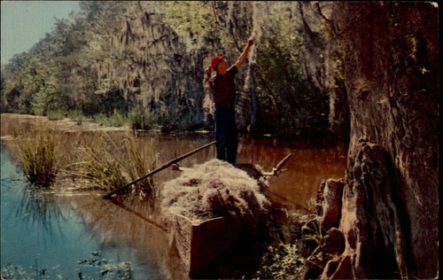 Gathering spanish moss - spanish, cypress