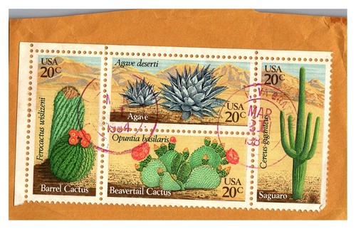 Cactus barrel agave - barrel, beavertail