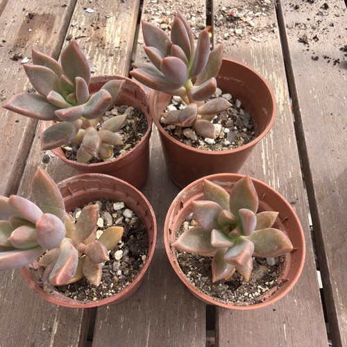 Graptopetalum collection 4 - of,