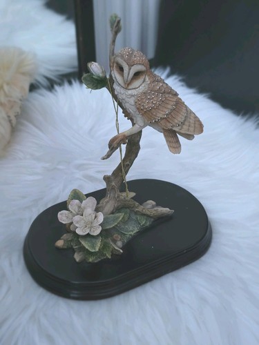 Lesser pavey barn owl - lesser,