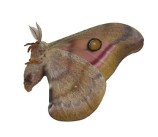 Antherina suraka Papered