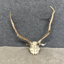 Fallow Buck Deer Skull