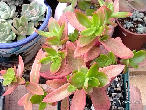 One pot crassula capitella - one, '
