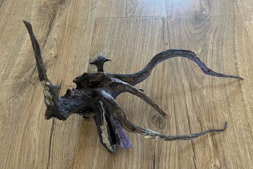 Mature bogwood spider - bogwood, wood