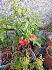 50g Fresh, SMALL, Carolina