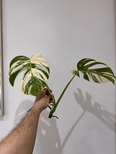 Variegated Monstera Albo Top