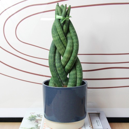 Sansevieria twister snake - sansevieria,