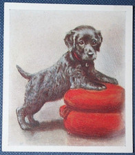 IRISH WATER SPANIEL PUPPY