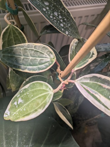 Hoya macrophylla albo - hoya,