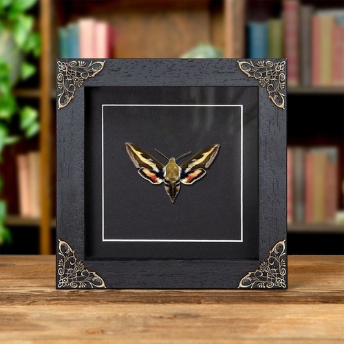 Taxidermy bedstraw hawk moth - taxidermy,