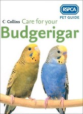 Care for your Budgerigar