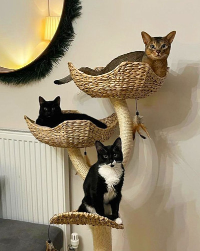 Flower cat climbing tree - climbing,