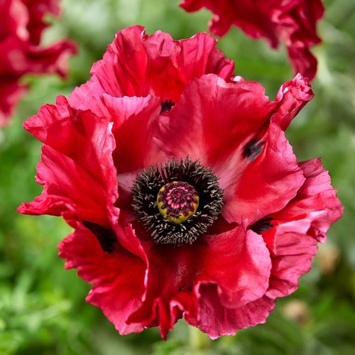 Oriental poppy red rumble - 'red, rumble'