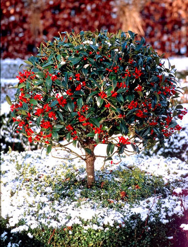 English holly tree - tree,
