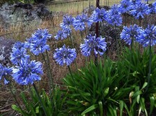 AGAPANTHUS AFRICANUS BULBS