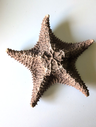 Vintage large real dried - vintage,