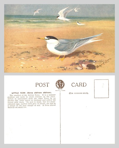 Vintage postcard little tern - postcard,