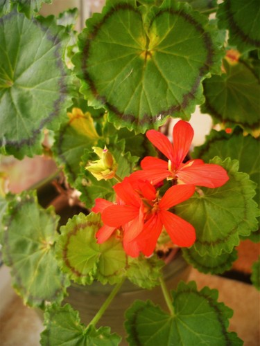 Pelargonium distinction - pelargonium,