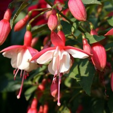 1 X FUCHSIA 'ALICE HOFFMAN'