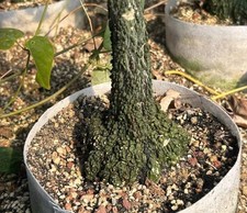 9.1cm Rare Cacti Adenia stylosa WYSIWYG Own Root Boutique Caudex Decor
