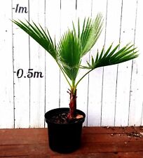 Washingtonia Robusta