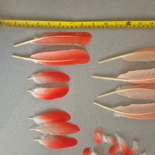 Scarlet Ibis For Classic