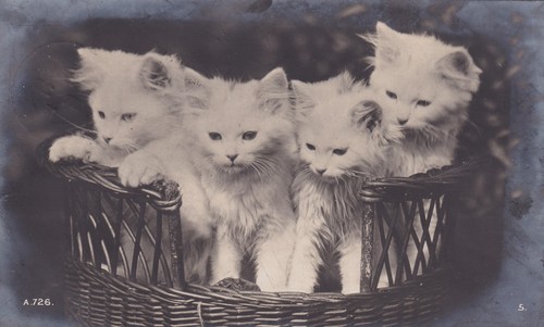Cats basket rotary - 4,