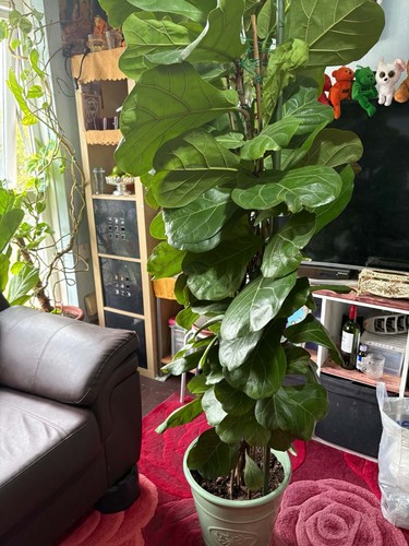 Ficus lyrata mama mantle - lyrata, 'mama's