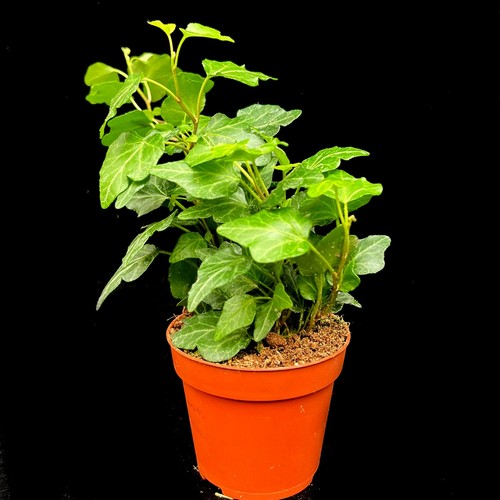 Variegated trailing ivy hedera - variegated,