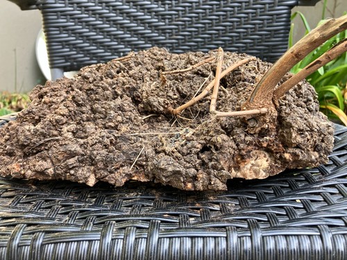 Maple burr - maple,