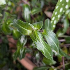 Callisia gentlei var. elegans