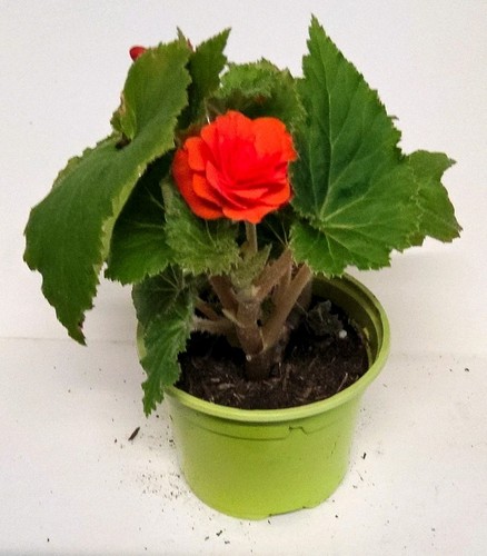 Begonia potted plant - potted,