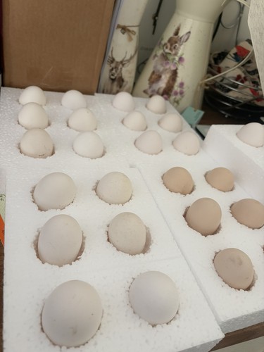 Polish chicken eating eggs - polish,